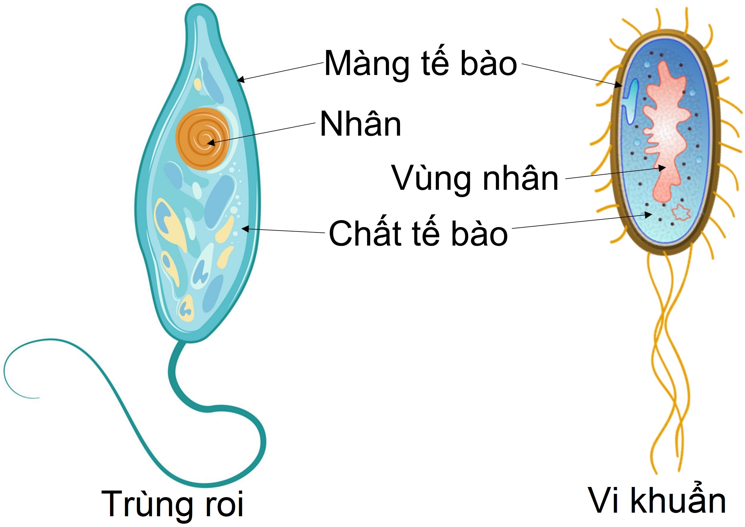 Câu 1 Tế Bào Hình Dạng Kích Thước Các Thành Phần Chính Của Tế Bào Câu